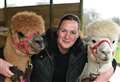 Fancy having a frightening time with some alpacas?