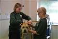 The microchip mistake costing dog owners £500