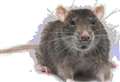 Rats in The Crescent