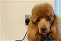 New dog grooming salon to open