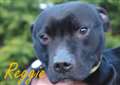 Three Counties: Reggie needs love