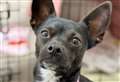 Can you help with finding Dory a new home?