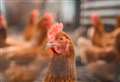 Chicken farm for 330,000 birds up for approval