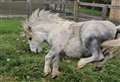 Bert the pony finds a new home for Christmas