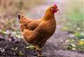 Plans go in for new £10 million poultry unit with an annual output of 3.8 million chickens