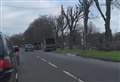 Premature death for riverside lime trees? 