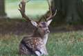 Petition launched to save deer