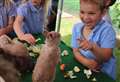 Farm animals visit school