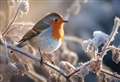 Feed the birds...the no mess way