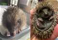 Can you help hogs in need? Hedgehog rescue centre appeals for drivers