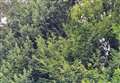 Trees that drop poisonous berries will be cut back