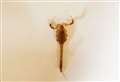 Scorpion discovered in family home