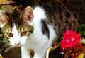 Appeal to help find missing cat Florian from Empingham 