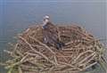Osprey returns home