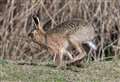 An infinitely better spring for wildlife spotting