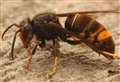 Beekeepers rally to fight invasive predator