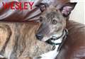 Young Wesley needs a new owner 