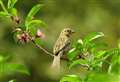 Tips to help the birds during heatwave