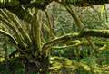 Look out for this at Fineshade Woods this summer