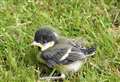 Latest Big Garden Birdwatch uncovers worrying data for RSPB 