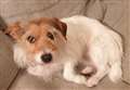 ANIMAL MAGIC: Spotting the early signs of pyometra