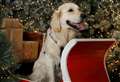 ‘Hugely popular’ festive experience for dogs returns