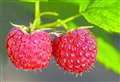 Time to get raspberries in 