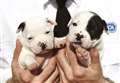 RSPCA warns of 341 per cent surge in complaints over Lincolnshire 'puppy trade'
