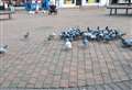 Fines could be introduced for feeding the pigeons