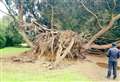 Visitors 'devastated' after 200-year-old tree is uprooted at Belton House in Grantham 