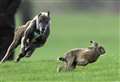 More than £1,000 of damage caused as police receive seven reports of hare coursing over weekend