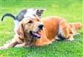 Most popular kitten and puppy names revealed 
