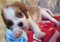 Action Fraud warning over puppy auction scams