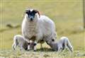 Police appeal after sick thieves steal ewe