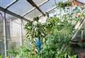 Frank’s greenhouse full of tomatoes is a ‘gardener’s delight’ 