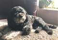 Keeping your dog busy - part 3 