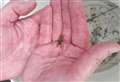 Re-homed crayfish are making a comeback