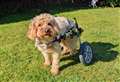 Chester finds fame on the small screen