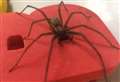 How to cope with the creepy crawlies in your home in spider season