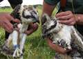 Milestone for Rutland Osprey Project as 100th chick takes flight
