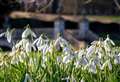 Walled gardens announces opening date for snowdrop season