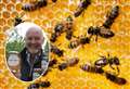 What to do when faced with a swarm of bees