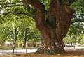 Famous oak in the running for Tree of the Year title