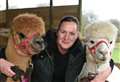 Meet the alpacas this summer