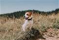 How to build up your best dog