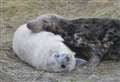 Mystery surrounds cause of big drop in seal pups at nature reserve