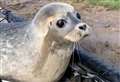 Rehabilitated seals released 