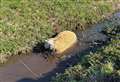 Farmers warning after sheep scare: ‘Always keep your dog on a lead’