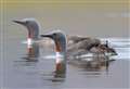 ‘A potential pollution incident is the last thing these birds need in The Wash’