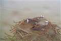 Chance for children to learn about the Rutland ospreys 